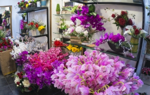 Франшиза Terrafiori — логотип